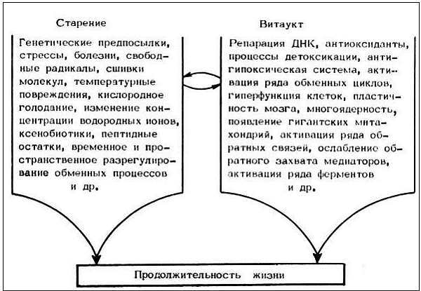 Старение и увеличение продолжительности жизни _04.jpg