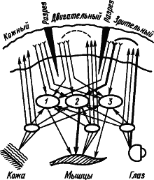 Основы физиологии высшей нервной деятельности p_017_1.png