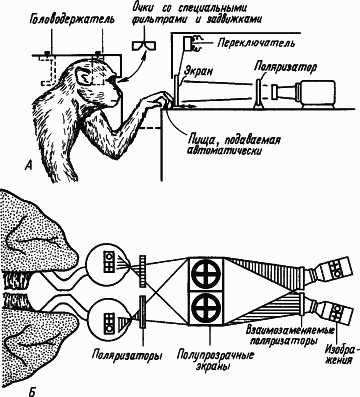 Основы физиологии высшей нервной деятельности p_017_2.png