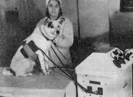 Болезни собак  i_192.jpg