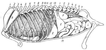 Болезни собак  i_018.png