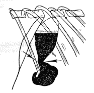 Болезни собак  i_026.png