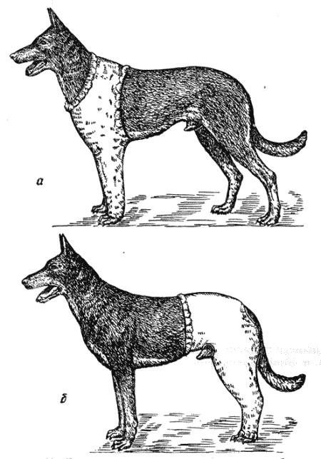 Болезни собак  i_051.png