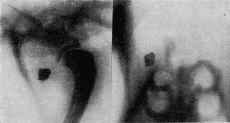Болезни собак  i_059.jpg