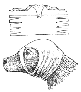 Болезни собак  i_088.png