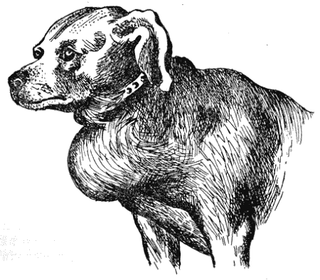 Болезни собак  i_090.png