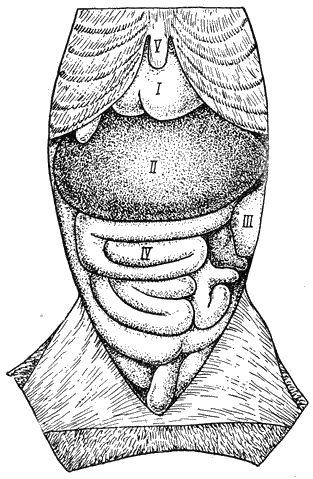 Болезни собак  i_093.png
