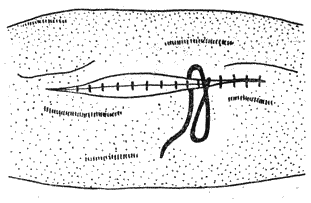 Болезни собак  i_094.png
