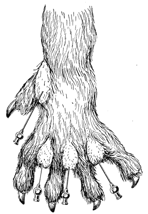 Болезни собак  i_113.png