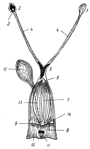 Болезни собак  i_117.png