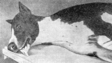 Болезни собак  i_136.jpg