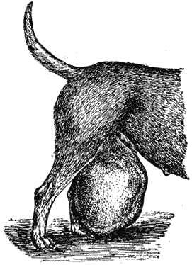Болезни собак  i_149.png