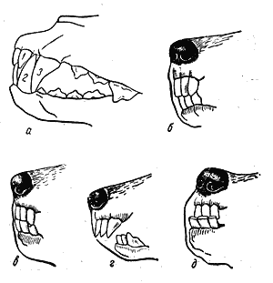 Справочная книга по собаководству i_004.png