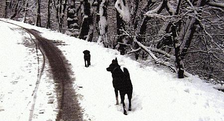 Диалог с собаками: сигналы примирения i_034.jpg