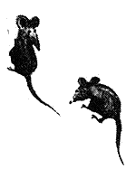 Фирмин. Из жизни городских низов _10.png