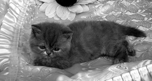 Экзотическая короткошерстная кошка _04.jpg