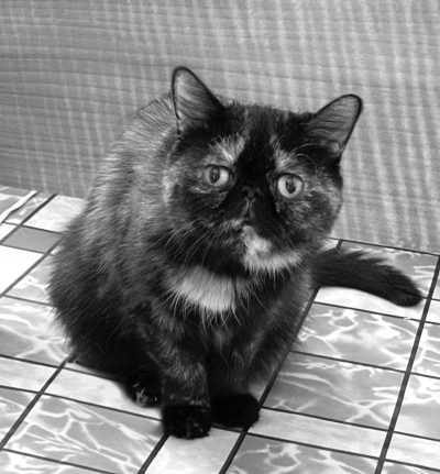 Экзотическая короткошерстная кошка _05.jpg