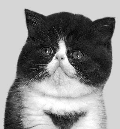 Экзотическая короткошерстная кошка _06.jpg