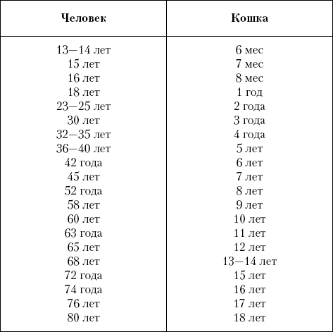 Экзотическая короткошерстная кошка _01__.png