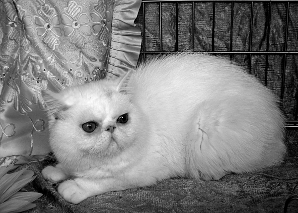Экзотическая короткошерстная кошка _02.jpg
