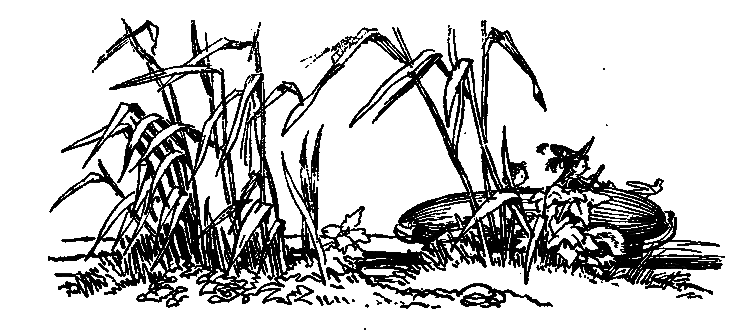 Незнайка в Солнечном городе nn_2_21.png