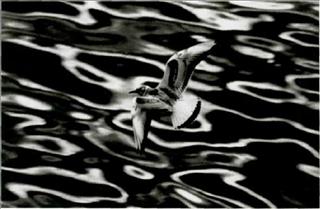 Поэтика фотографии. poetica_photografii-41.jpg