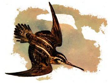 Хитрая птица i_002.jpg