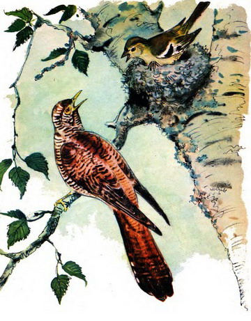 Хитрая птица i_004.jpg