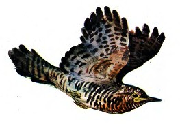 Хитрая птица i_012.jpg