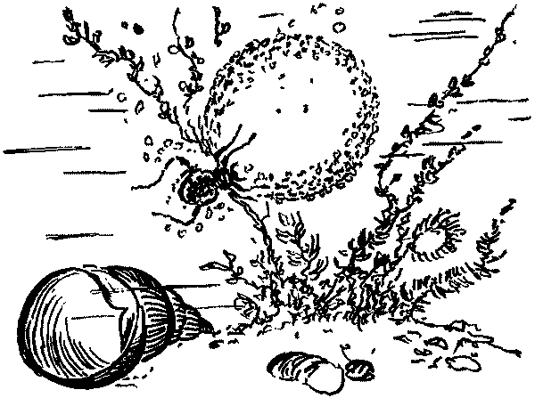 Полосатая спинка. Рассказы pic07.png