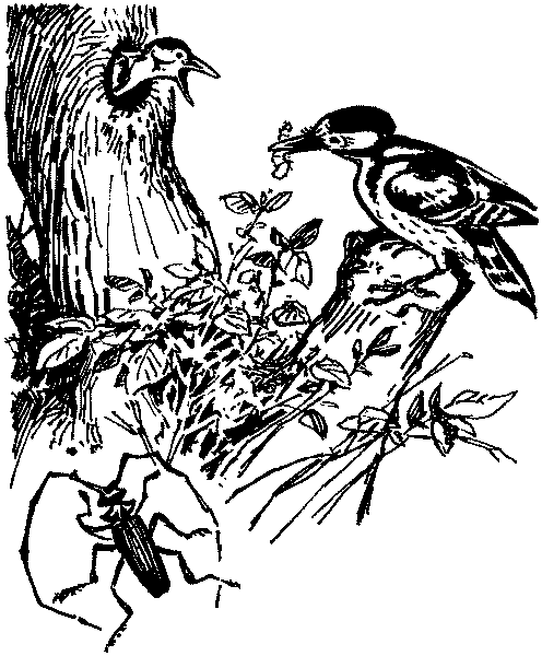 Полосатая спинка. Рассказы pic05.png