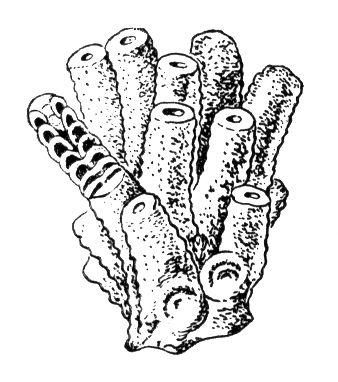 Большая Советская Энциклопедия (СФ) i010-001-253908742.jpg