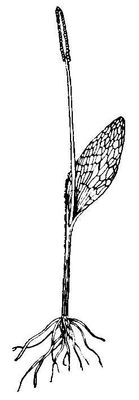 Большая Советская Энциклопедия (УЖ) i010-001-273284731.jpg