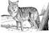 El último coyote pic_4.jpg
