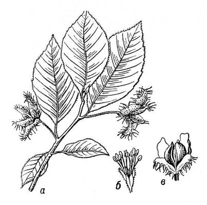 Большая Советская Энциклопедия (БУ) i010-001-282254723.jpg