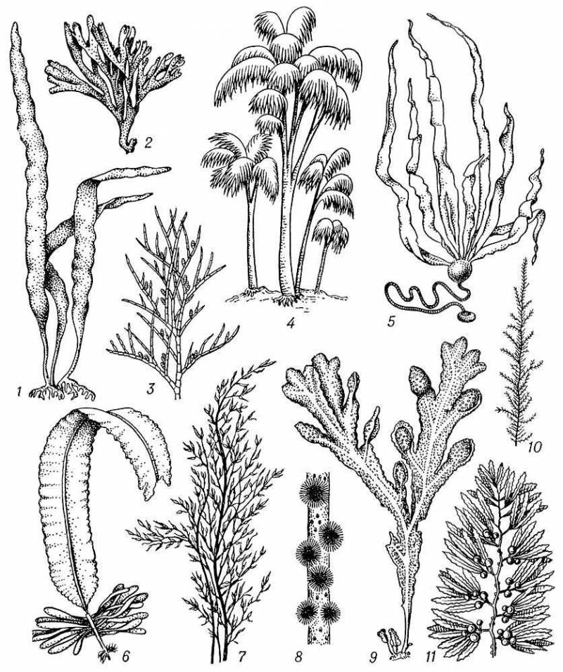 Большая Советская Энциклопедия (БУ) i009-001-234376274.jpg