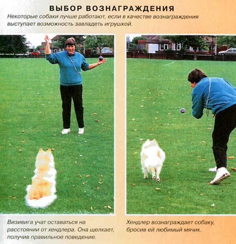 Дрессировка собак с помощью кликера pic_37.jpg
