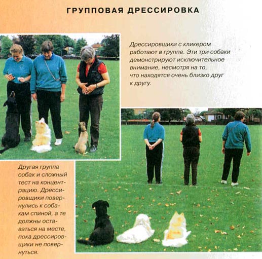 Дрессировка собак с помощью кликера pic_38.jpg