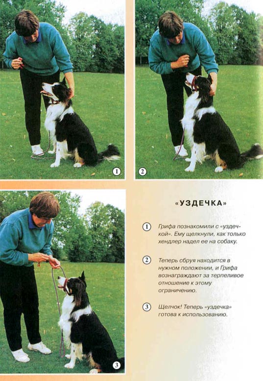 Дрессировка собак с помощью кликера pic_21.jpg