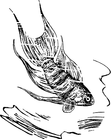 Рассказ о жизни рыб i_001.png