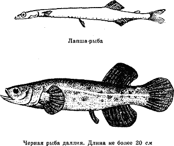 Рассказ о жизни рыб i_004.png