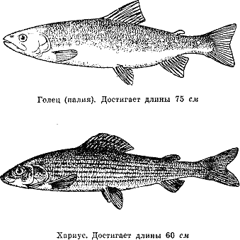 Рассказ о жизни рыб i_055.png