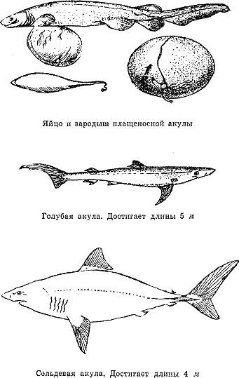 Рассказ о жизни рыб i_064.png