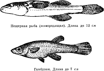 Рассказ о жизни рыб i_068.png