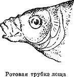 Рассказ о жизни рыб i_072.png