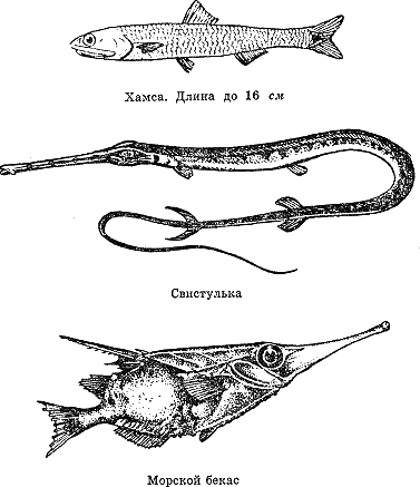Рассказ о жизни рыб i_074.png