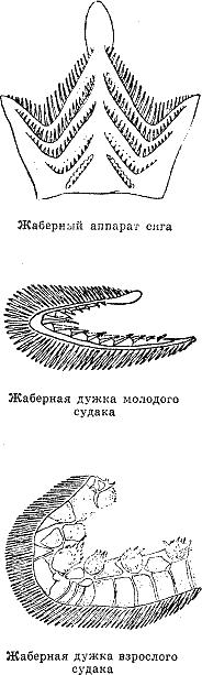 Рассказ о жизни рыб i_081.png