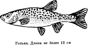 Рассказ о жизни рыб i_005.png