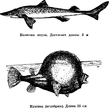 Рассказ о жизни рыб i_007.png