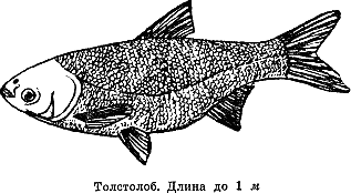 Рассказ о жизни рыб i_087.png